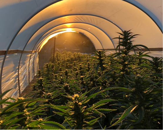 Marijuana plants under a hooped greenhouse